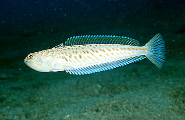 Greater weever, Weaver fish, Trachinus draco, Croatia, Istria, Mediterranean Sea