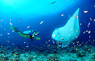 Manta ray and scuba diver, Manta birostris, Maldives Island, Indian Ocean, Ari Atol