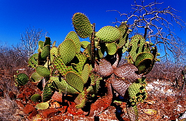 Giant Prickly Pear Cactus, Opuntia echios, Ecuador, South America, Gal?pagos, Galapagos, Island, Plaza Sur