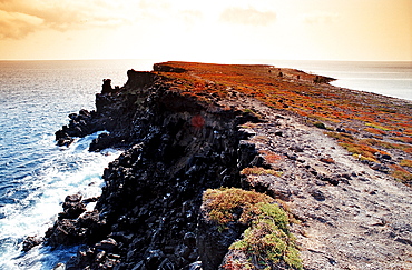 Galapagos island South Plaza, Plaza Sur, Ecuador, South America, Gal?pagos, Galapagos, Island, Pacific Ocean