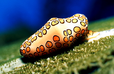 Sea snail, Cyphoma gibbosum, Curacao, Caribbean Sea, Netherlands antilles