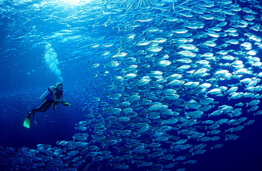 shoal of fishes, schooling fishes and scuba diver, Egypt, Red Sea, Brother Islands, Brothers, El Akhawein