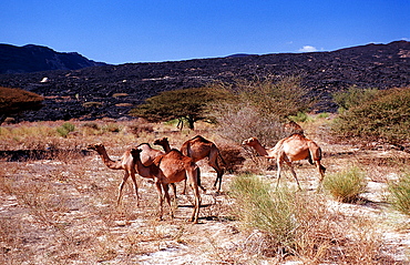 Dromedaries, Camelus dromedarius, Djibouti, Djibuti, Africa, Afar Triangle