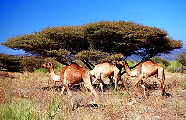 Dromedaries, Camelus dromedarius, Djibouti, Djibuti, Africa, Afar Triangle