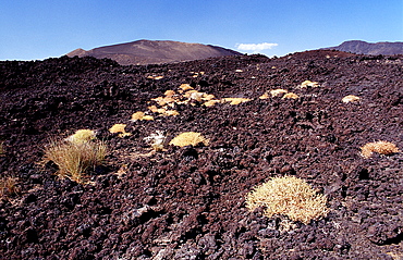 Plants in the desert, Djibouti, Djibuti, Africa, Afar Triangle