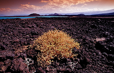 Plants in the desert, Djibouti, Djibuti, Africa, Afar Triangle