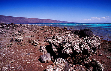 desert, Djibouti, Djibuti, Africa, Afar Triangle