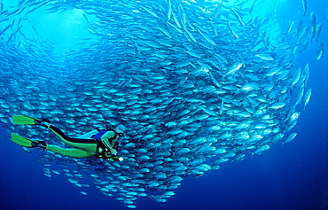 Bigeye trevally and scuba diver, Caranx sexfasciatus, Seychelles, Indian ocean