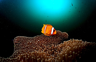 Twobar anemone fish, Amphiprion bicinctus, Djibouti, Djibuti, Africa, Afar Triangle, Gulf of Aden, Gulf of Tadjourah