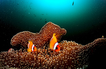 Two Twobar anemone fishes, Amphiprion bicinctus, Djibouti, Djibuti, Africa, Afar Triangle, Gulf of Aden, Gulf of Tadjourah