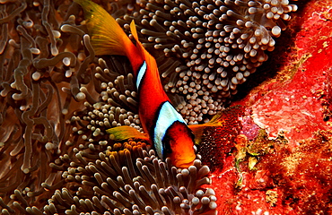 Twobar anemone fishes with eggs, Amphiprion bicinctus, Djibouti, Djibuti, Africa, Afar Triangle, Gulf of Aden, Gulf of Tadjourah