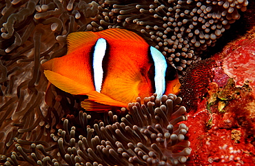 Twobar anemone fishes with eggs, Amphiprion bicinctus, Djibouti, Djibuti, Africa, Afar Triangle, Gulf of Aden, Gulf of Tadjourah