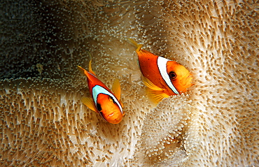 Two Twobar anemone fishes, Amphiprion bicinctus, Djibouti, Djibuti, Africa, Afar Triangle, Gulf of Aden, Gulf of Tadjourah