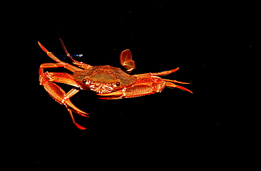 Red-legged Swimming Crab, Portunus convexus, Djibouti, Djibuti, Africa, Afar Triangle, Gulf of Aden, Gulf of Tadjourah