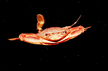 Red-legged Swimming Crab, Portunus convexus, Djibouti, Djibuti, Africa, Afar Triangle, Gulf of Aden, Gulf of Tadjourah