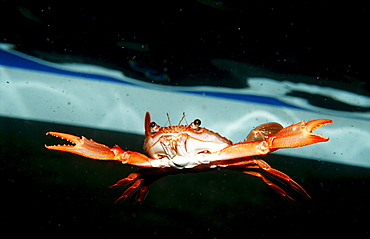 Red-legged Swimming Crab, Portunus convexus, Djibouti, Djibuti, Africa, Afar Triangle, Gulf of Aden, Gulf of Tadjourah