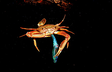 Red-legged Swimming Crab eating fish, Portunus convexus, Djibouti, Djibuti, Africa, Afar Triangle, Gulf of Aden, Gulf of Tadjourah