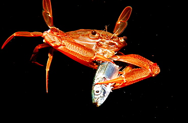 Red-legged Swimming Crab eating fish, Portunus convexus, Djibouti, Djibuti, Africa, Afar Triangle, Gulf of Aden, Gulf of Tadjourah