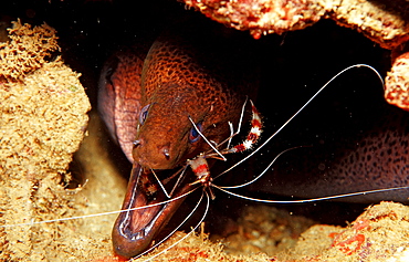 Cleaner shrimp cleaning Yellow-margined moray, Stenopus hispidus, Gymnothorax flavimarginatus, Djibouti, Djibuti, Africa, Afar Triangle, Gulf of Aden, Gulf of Tadjourah