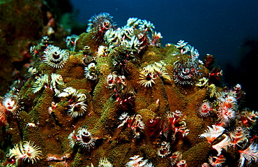 Christmas-tree-worm, Spirobranchus giganteus, Djibouti, Djibuti, Africa, Afar Triangle, Gulf of Aden, Gulf of Tadjourah