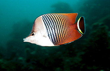 White-face butterflyfish    , Chaetodon mesoleucos, Djibouti, Djibuti, Africa, Afar Triangle, Gulf of Aden, Gulf of Tadjourah