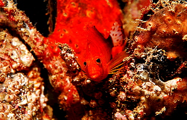 Dwarf hawkfish, Cirrhitichthys falco, Djibouti, Djibuti, Africa, Afar Triangle, Gulf of Aden, Gulf of Tadjourah