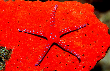 Red Starfish, Asteroidea, Djibouti, Djibuti, Africa, Afar Triangle, Gulf of Aden, Gulf of Tadjourah