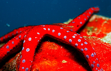 Common ghost goby on Red starfish, Pleurosicya mossambica, Djibouti, Djibuti, Africa, Afar Triangle, Gulf of Aden, Gulf of Tadjourah