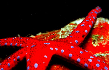 Common ghost goby on Red starfish, Pleurosicya mossambica, Djibouti, Djibuti, Africa, Afar Triangle, Gulf of Aden, Gulf of Tadjourah