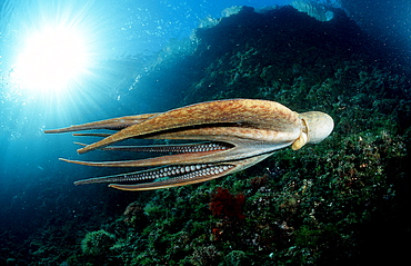 Octopus, Octopus vulgaris, Croatia, Istria, Mediterranean Sea