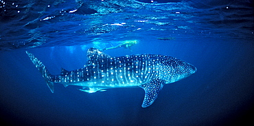 Whale shark, Rhincodon thypus, Djibouti, Djibuti, Africa, Afar Triangle, Gulf of Aden, Gulf of Tadjourah