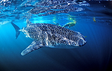 Female snorkeler swims with Whale shark, Rhincodon thypus, Djibouti, Djibuti, Africa, Afar Triangle, Gulf of Aden, Gulf of Tadjourah