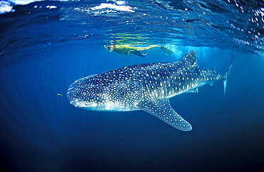 Female snorkeler swims with Whale shark, Rhincodon thypus, Djibouti, Djibuti, Africa, Afar Triangle, Gulf of Aden, Gulf of Tadjourah