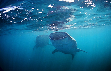 Two Whale sharks, Rhincodon thypus, Djibouti, Djibuti, Africa, Afar Triangle, Gulf of Aden, Gulf of Tadjourah