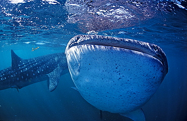 Two Whale sharks, Rhincodon thypus, Djibouti, Djibuti, Africa, Afar Triangle, Gulf of Aden, Gulf of Tadjourah