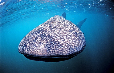 Whale shark, Rhincodon thypus, Djibouti, Djibuti, Africa, Afar Triangle, Gulf of Aden, Gulf of Tadjourah