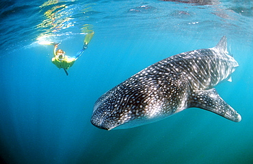 Female snorkeler swims with Whale shark, Rhincodon thypus, Djibouti, Djibuti, Africa, Afar Triangle, Gulf of Aden, Gulf of Tadjourah