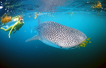 Female snorkeler swims with Whale shark, Rhincodon thypus, Djibouti, Djibuti, Africa, Afar Triangle, Gulf of Aden, Gulf of Tadjourah