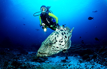 Potato grouper and scuba diver, Epinephelus tukula, Burma, Myanmar, Birma, Indian ocean, Andaman sea