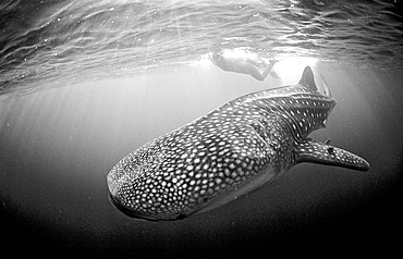 Female snorkeler swims with Whale shark, Rhincodon thypus, Djibouti, Djibuti, Africa, Afar Triangle, Gulf of Aden, Gulf of Tadjourah