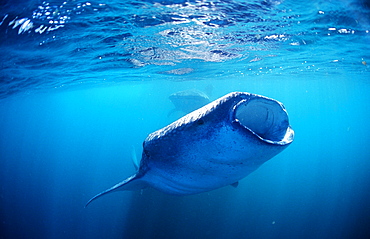 Two eating Whale sharks, Rhincodon thypus, Djibouti, Djibuti, Africa, Afar Triangle, Gulf of Aden, Gulf of Tadjourah