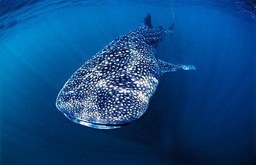 Whale shark, Rhincodon thypus, Djibouti, Djibuti, Africa, Afar Triangle, Gulf of Aden, Gulf of Tadjourah