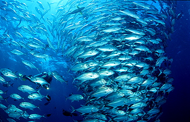 Bigeye trevally and scuba diver, Caranx sexfasciatus, Seychelles, Indian ocean