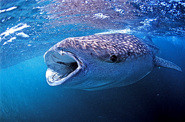 Eating Whale shark, Rhincodon thypus, Djibouti, Djibuti, Africa, Afar Triangle, Gulf of Aden, Gulf of Tadjourah