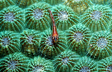 Common ghost goby, Pleurosicya mossambica, Seychelles, Indian ocean