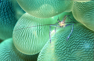 Bubble coral shrimp, Vir Philippinessis, Seychelles, Indian ocean