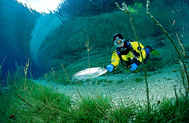 Scuba Diver in a mountain lake and a rainbow trout, Oncorhynchus mykiss, Austria, Steiermark, Gruener See