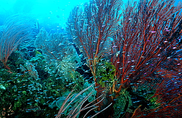 Coral Reef with Gorgonian Fan, Gorgonacea, Papua New Guinea, Pacific ocean