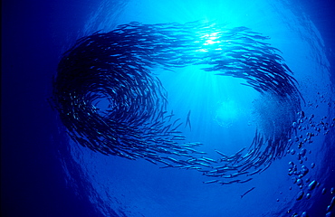 School of Blackfin barracuda, Sphyraena qenie, Papua New Guinea, Pacific ocean