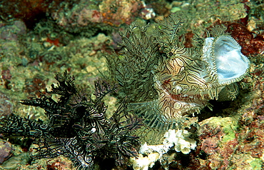 Yawning Merlet?s scorpionfish, Rhinopias aphanes, Australia, Pacific Ocean, Great Barrier Reef